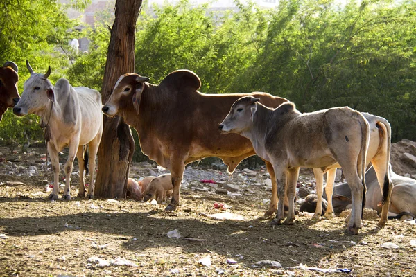 Reizen India: Groep van heilige koeien in Pushkar — Stockfoto