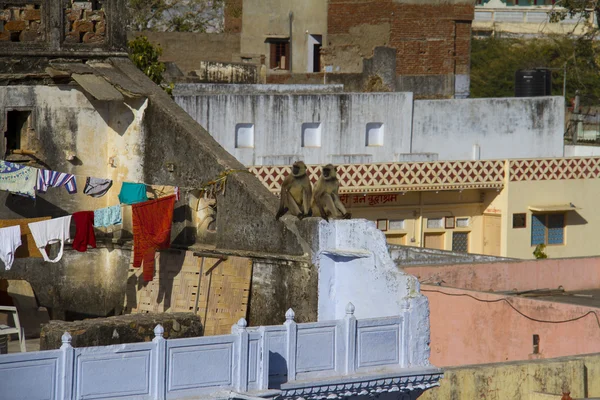 Travel India: Two monkeys on the roof in Pushkar — Stock Photo, Image