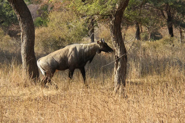 Male of Nilgai - the largest indian antelope — Stock Photo, Image