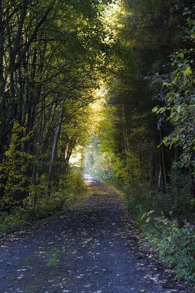 Camino sombrío en el bosque de otoño —  Fotos de Stock