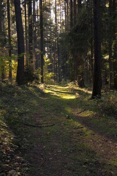 Caminho na floresta — Fotografia de Stock