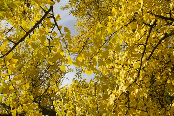sonbahar: sarı gingko yaprağı
