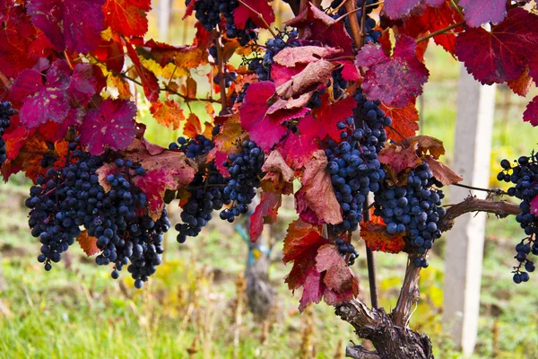 Uvas púrpuras en viñedo, otoño — Foto de Stock