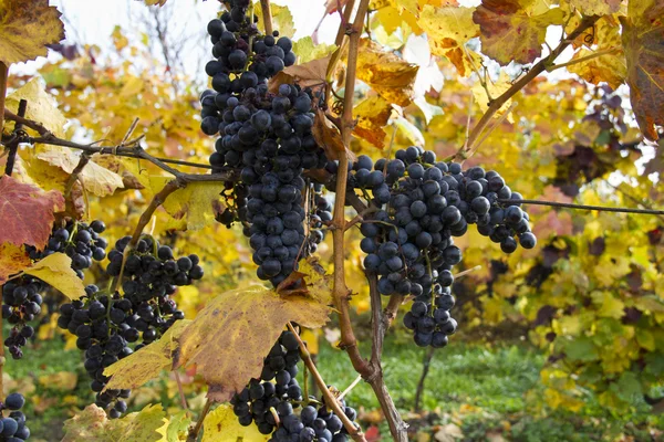 Detail of purple grapes in wine yard, autumn — Stock Photo, Image