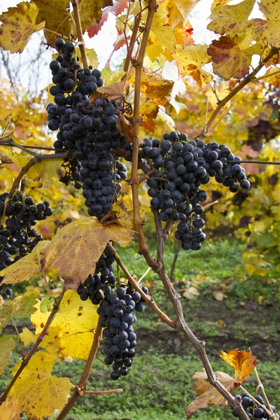 Detalhe de uvas roxas na adega, outono — Fotografia de Stock