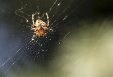 Örümcek ağda