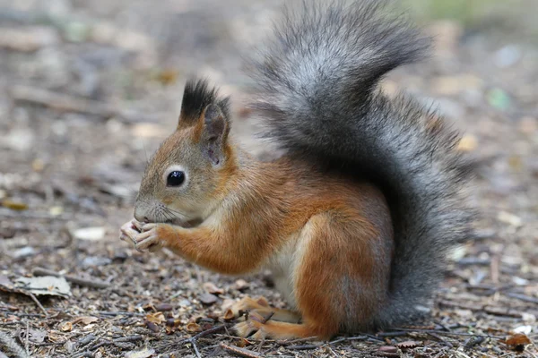 Eichhörnchen frisst Nüsse Zeder — Stockfoto