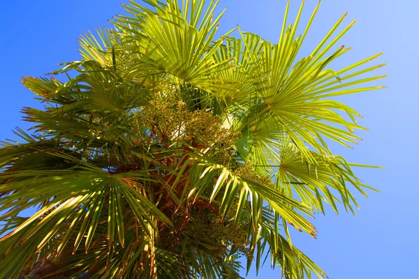 Palma z zielonych owoców — Zdjęcie stockowe