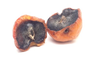 Beyaz arka planda izole edilmiş iki büyük çürümüş elma..