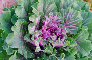 Üst manzara, bahçedeki dekoratif lahana..