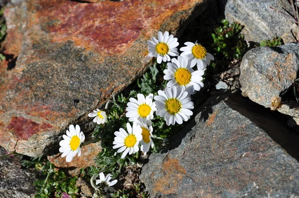 Alpino de crisantemo — Foto de Stock