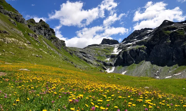 Bloemen op gabiet — Stockfoto