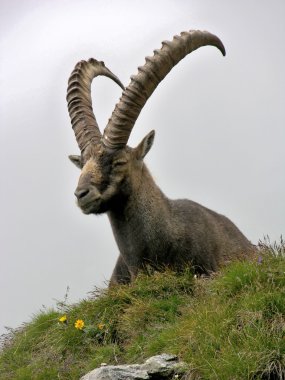 steinbock