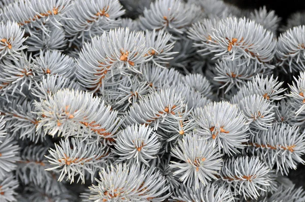 Pine needles — Stock Photo, Image