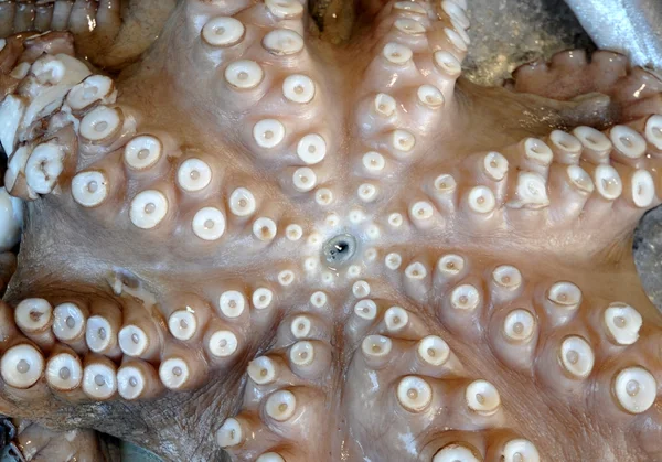 Octopus — Stockfoto