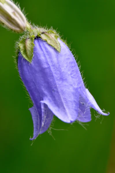 Campanula — Stockfoto