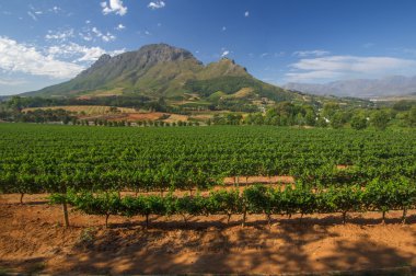 bağ stellenbosch, Güney Afrika