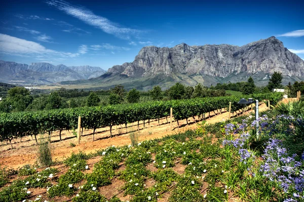 Vinice v stellenbosch, Jihoafrická republika — Stock fotografie