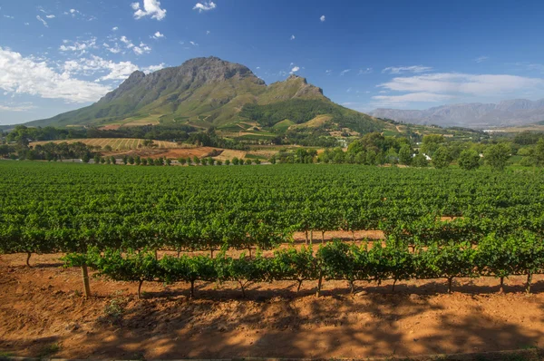 Αμπέλι στο stellenbosch, Νότια Αφρική — Φωτογραφία Αρχείου