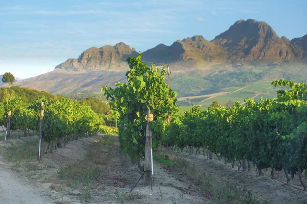 Vinice v stellenbosch vinařství s mountain — Stock fotografie