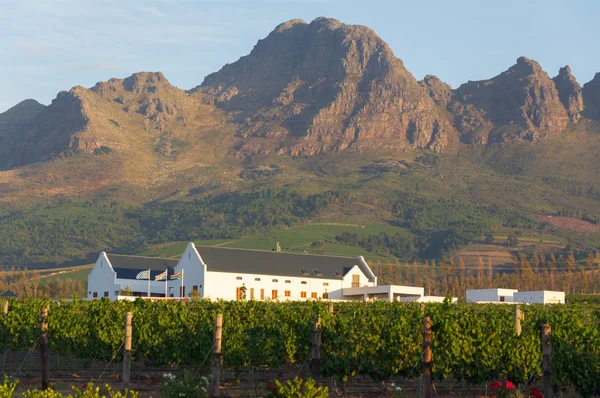 Vinhedo em Stellenbosch adega com montanha — Fotografia de Stock