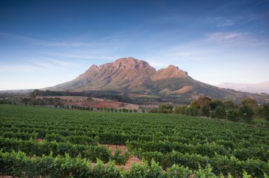 Stellenbosch, the heart of the wine growing region in South Afri clipart