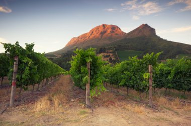 Vineyards around Stellenbosch, Western Cape, South Africa, Afric clipart
