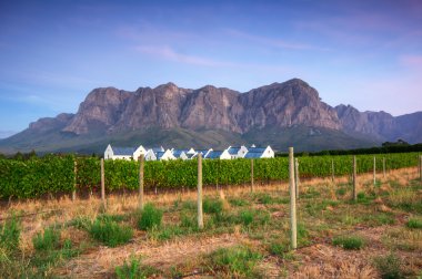 Stellenbosch, the heart of the wine growing region in South Afri clipart