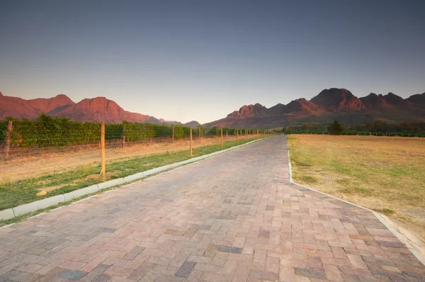 Wijngaard bij stellenbosch winery met berg — Stockfoto