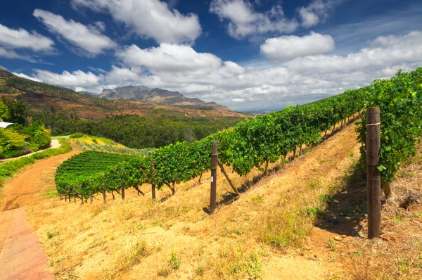 Stellenbosch, cœur de la région viticole d'Afrique du Sud — Photo