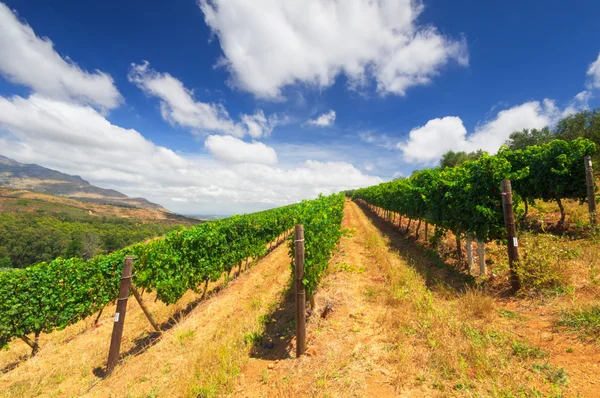 Stellenbosch, das Herz des Weinanbaugebiets in Südafrika — Stockfoto