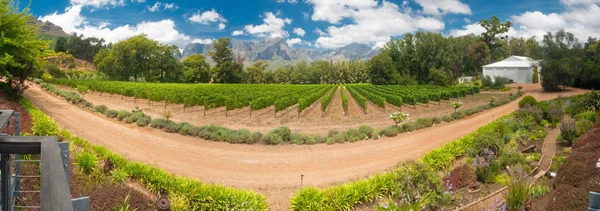 Stellenbosch vineyard — Stock Photo, Image