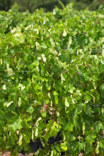 Stellenbosch, srdci vinařské oblasti v Jižní afri — Stock fotografie