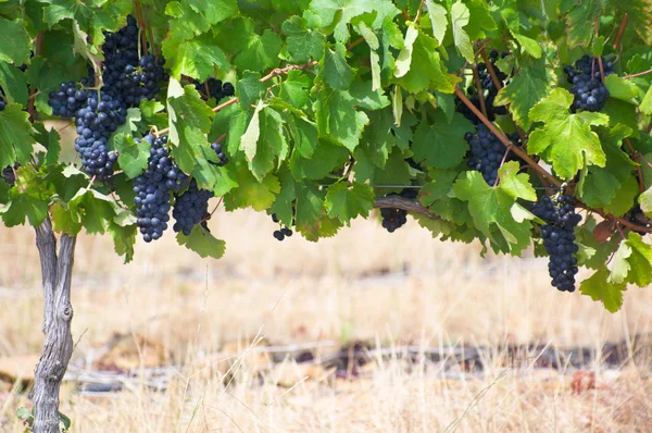 Rote Traube — Stockfoto