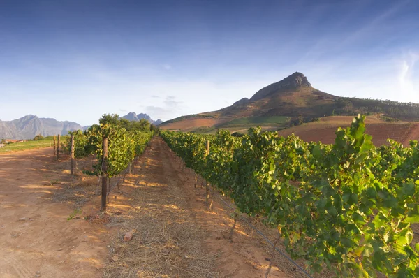 Vineyards around Stellenbosch, Western Cape, South Africa, Afric — Stock Photo, Image