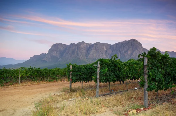 Stellenbosch, il cuore della regione vinicola del Sud Afri — Foto Stock