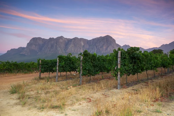 Stellenbosch, w samym sercu regionu uprawy wina w południe afri — Zdjęcie stockowe
