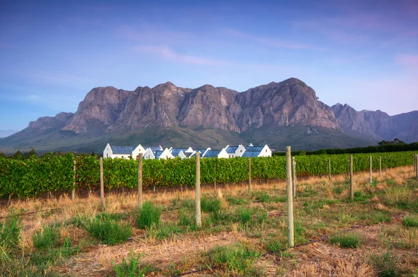 Stellenbosch, o coração da região vinícola em South Afri — Fotografia de Stock