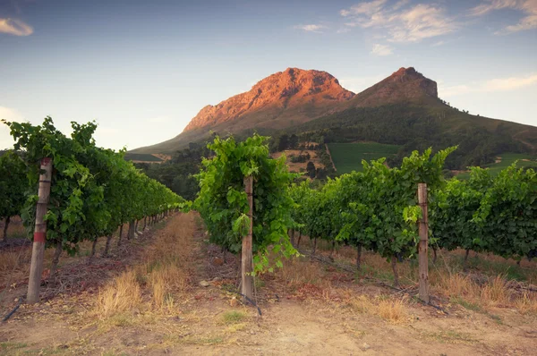 Виноградники вокруг Stellenbosch, Западный Кейп, Южная Африка, Африка Лицензионные Стоковые Изображения
