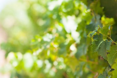 Stellenbosch, Batı cape province, Güney afric