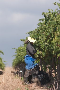 malzeme çekme üzüm, stellenbosch, Güney Afrika