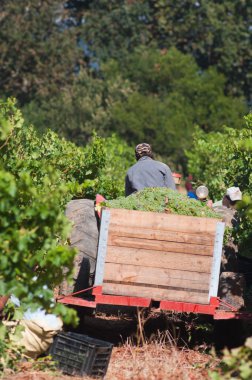 Picking grapes, Stellenbosch, South Africa clipart