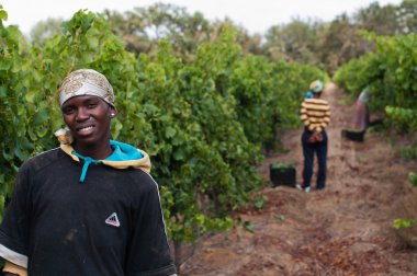 The Stellenbosch wine lands region near Cape Town clipart