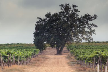 stellenbosch,south africa