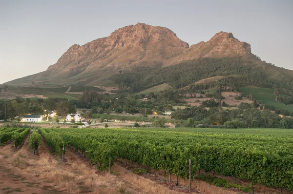 Landscape image of a vineyard, Stellenbosch, South Africa — Φωτογραφία Αρχείου