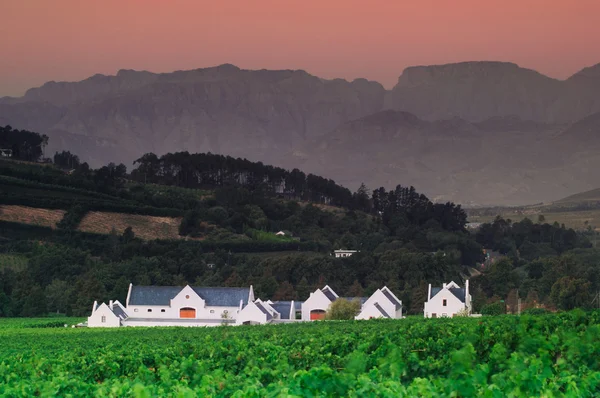 Landschap foto van een wijngaard, stellenbosch, Zuid-Afrika — Stockfoto