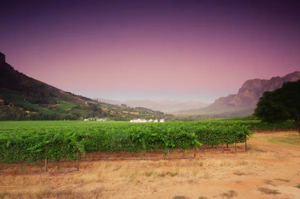 Landscape image of a vineyard, Stellenbosch, South Africa — Stock Photo, Image