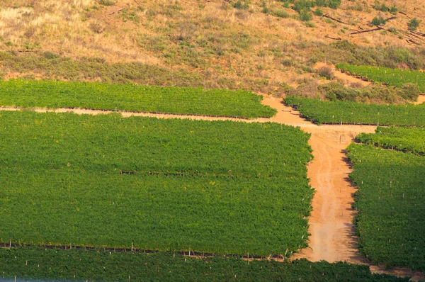 I vigneti della regione vinicola di Stellenbosch al di fuori di Città del Capo Sud — Foto Stock