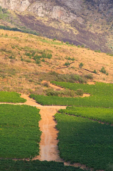 Vinice stellenbosch vinařské oblasti mimo Kapské město Jihoafrická — Stock fotografie