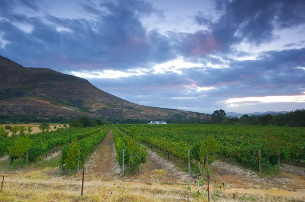 Vinné farmě, stellenbosch.south Afrika — Stock fotografie